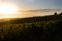 Weingut Rheingrafenhof – Sonnenaufgang über den Weinbergen